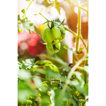 Organic Tomato Plant